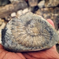 Fósil de la Sierra